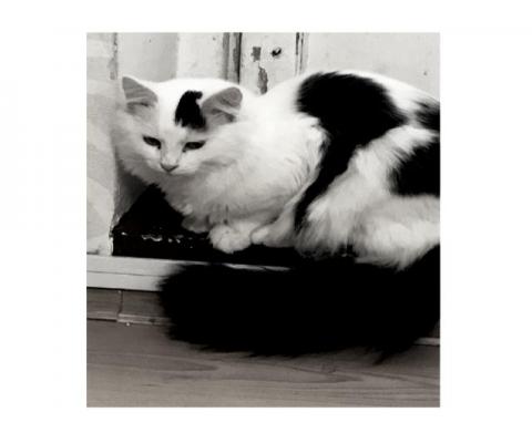 Розыск черно-белого кота.